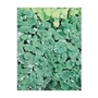 Nepeta Catmint x 5 plants