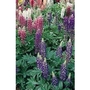 Lupin Gallery x 5 plants