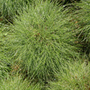 bearskin fescue