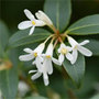 osmanthus