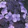 lacecap hydrangea (syn. Blue Wave)