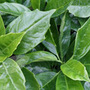 Japanese laurel