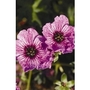 Hardy Geranium Claridge Druce x 1 litre