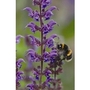 Salvia East Friesland x 1 litre