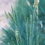 Blue Hair Grass