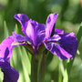 Siberian iris