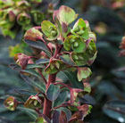 wood spurge