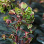 wood spurge