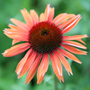 coneflower