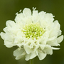 small scabious