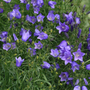 harebell
