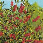 English holly (Self fertile female)