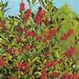 English holly (Self fertile female)