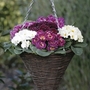 Primrose Double Frills 30 Plants