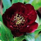 tree peony / tree paeony