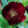 tree peony / tree paeony