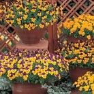 Viola Ochre (Trailing) 50 Plants +20 FREE