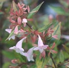 abelia
