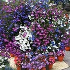 Lobelia Cascade Mixed 120 mini-plugs + 30 FREE