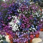 Lobelia Cascade Mixed 120 mini-plugs + 30 FREE