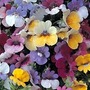 Nemesia Strumosa Paintbox 84 plug plants