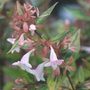 abelia