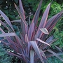 Grass - Phormium Rainbow Maiden 2 plants in 9cm pots
