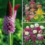 Primula - Hardy Collection 12 young plants - 4 of each