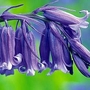 Hyacinthoides English 25 bulbs