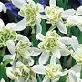 Snowdrop Double-flowered 25 bulbs