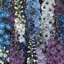 Delphinium Pacific Giants 36 plug plants + 6 FREE