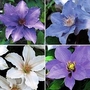 Clematis Boulevard Collection™ 4 plants in 7cm pots - 1 of each