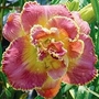 Daylily Susan Prichard Petit 3 bareroot plants