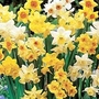 Narcissus Fragrant Jonquil Mix 80 mixed bulbs