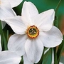 Narcissus Original Poet's Daffodil 24 bulbs