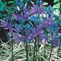 Camassia Blue Melody 12 bulbs