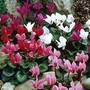 Cyclamen - Hardy Mix 6 bulbs