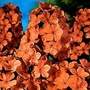 Phlox - Giant Hardy - Orange Perfection 6 bareroot plants