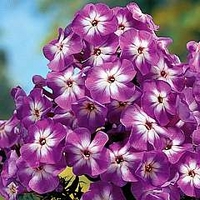 Phlox - Giant Hardy - Laura 6 bareroot plants