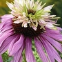 Coneflower Double Decker 3 bareroot plants