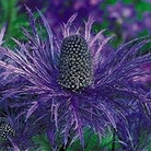 Eryngium alpinum - Sea Holly 4 bareroot plants