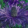 Eryngium alpinum - Sea Holly 4 bareroot plants
