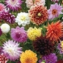 Dahlia Hybridizers Mix 9 tubers