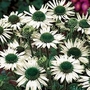 Coneflower Jade 2 bareroot plants