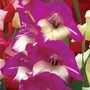 Gladiolus Glamini Christopher 40 bulbs