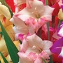 Gladiolus Glamini Emily 40 bulbs