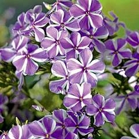 Phlox - Giant Hardy - All in One 1 bareroot plant