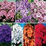 Phlox - Giant Hardy - Collection 7 bareroot plants - 1 of each