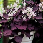 Oxalis triangularis - Burgundy Shamrock 15 corms