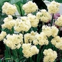 Narcissus Erlicheer 10 bulbs
